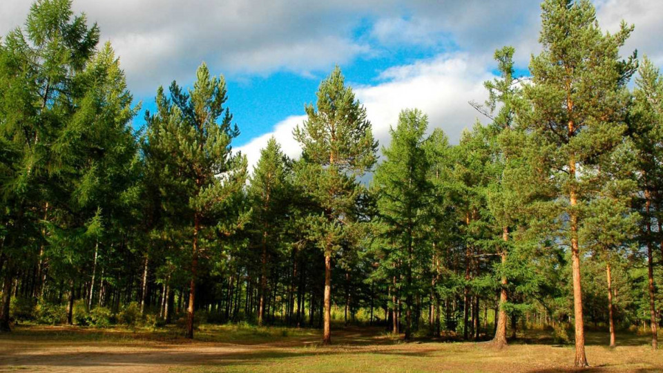 Уряд схвалив Державну стратегію управління лісами