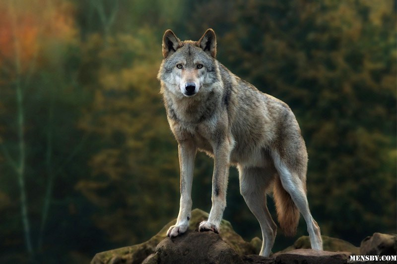 В Киеве заметили волка: дышал свежим воздухом в парке