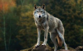 В Киеве заметили волка: дышал свежим воздухом в парке