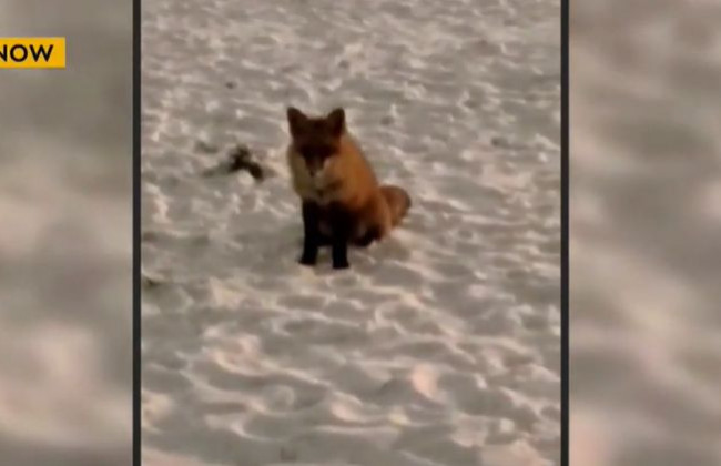 В киевском парке заметили ручную лисицу, видео