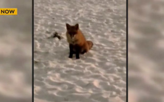 В киевском парке заметили ручную лисицу, видео