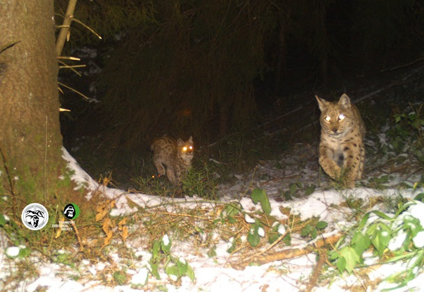 В Карпатах на фото сняли рысь с малышами