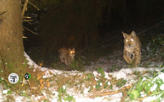 В Карпатах на фото сняли рысь с малышами
