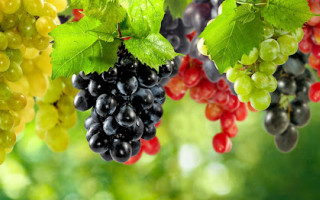 Зеленський підписав закон, що сприятиме розвитку виноградарства та садівництва в Україні