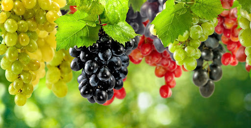 Зеленський підписав закон, що сприятиме розвитку виноградарства та садівництва в Україні