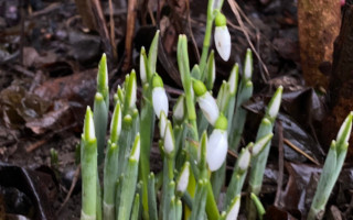 На Закарпатье посреди зимы расцвели подснежники