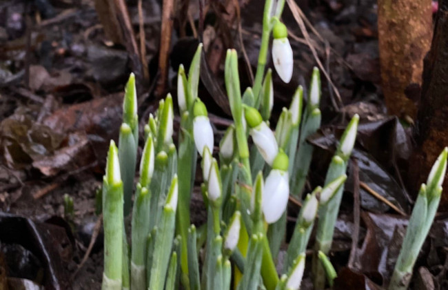 На Закарпатье посреди зимы расцвели подснежники