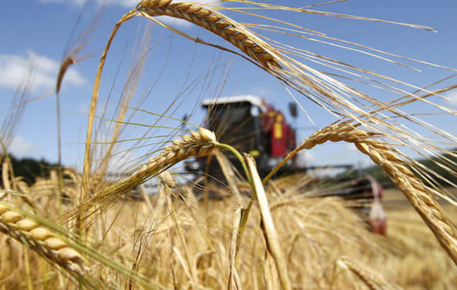 Мільйонні збитки: викрито схему розкрадання врожаю за участі посадовців держпідприємства