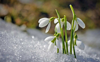 Погодная аномалия: на Закарпатье посреди зимы зацвели подснежники, фото