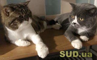 Суды в Испании будут учитывать благополучие домашних животных во время разводов