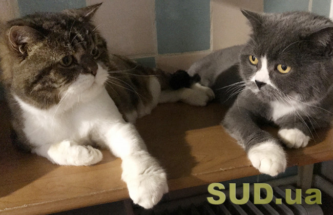 Суды в Испании будут учитывать благополучие домашних животных во время разводов