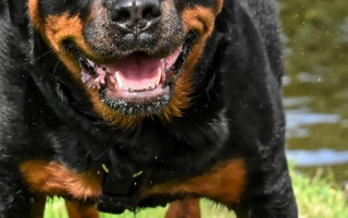 В Киеве произошла жесткая собачья драка