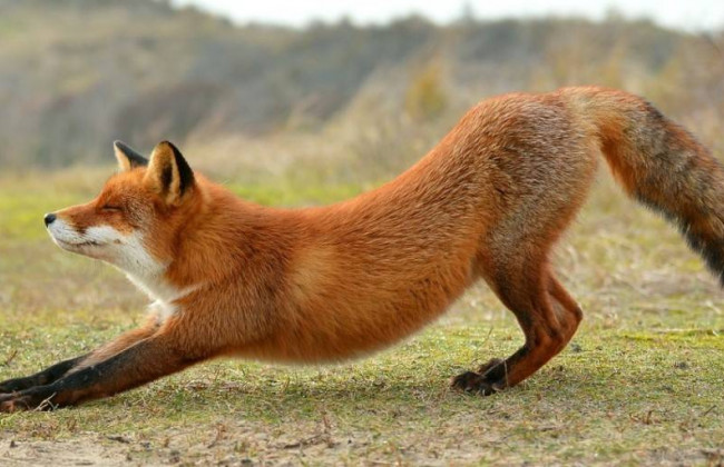 Стала совсем ручная: в Киеве на Отрадном заметили лису, видео