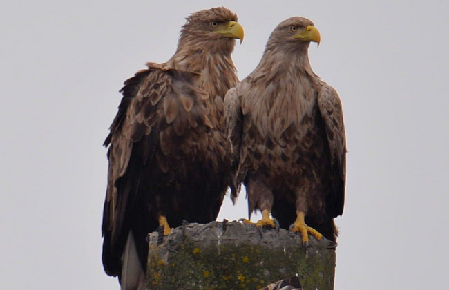 В Чернобыльской зоне отчуждения заметили редких хищных птиц