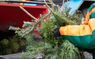 Що робити із новорічними ялинками у Києві: пункти утилізації