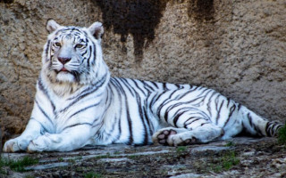 Тигр принесет успех: какие знаки Зодиака смогут разбогатеть в феврале