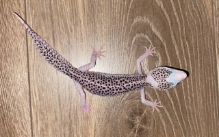 В Киеве любитель экзотических животных украл двух ящериц-эублефаров