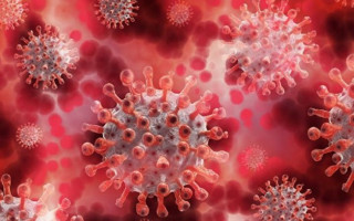 Ученые раскрыли, как соединения конопли действуют на коронавирус