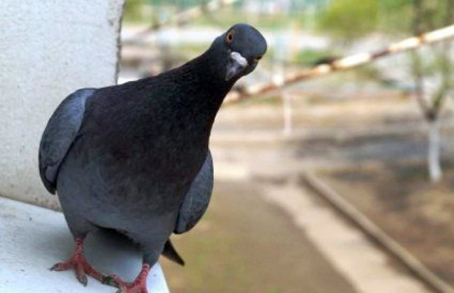 В Киеве мужчина на поводке выгуливал голубя