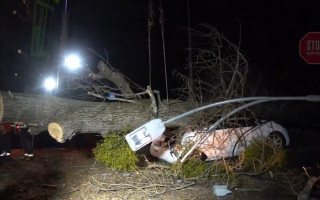 В Киеве дерево раздавило автомобиль: есть погибший