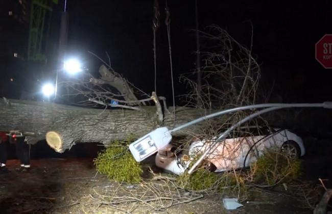 В Киеве дерево раздавило автомобиль: есть погибший