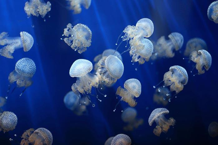 В Азовском море образовалось «желе из медуз», фото