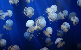 В Азовском море образовалось «желе из медуз», фото