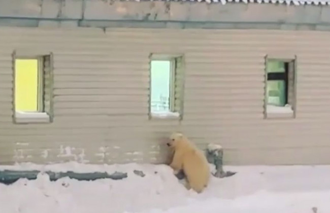 Медвежья преданность: животные преодолели 600 км, чтобы вернуться к людям