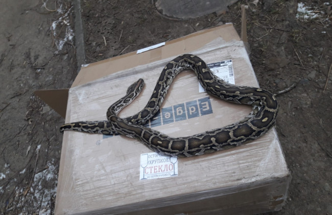 В Черновцах посреди улицы обнаружили мертвого питона: фото экзотической находки