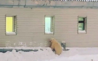 Медвежья преданность: животные преодолели 600 км, чтобы вернуться к людям