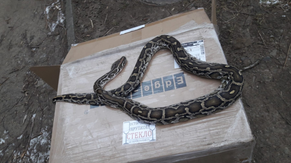 В Черновцах посреди улицы обнаружили мертвого питона: фото экзотической находки