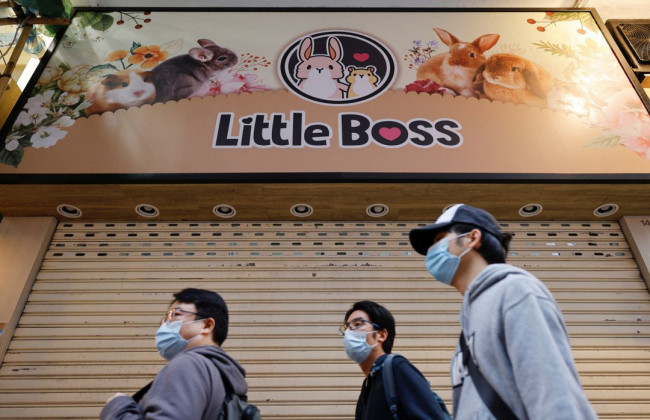 В Гонконге планируют усыпить 2000 хомяков после вспышки COVID-19