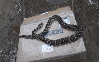 В Черновцах посреди улицы обнаружили мертвого питона: фото экзотической находки