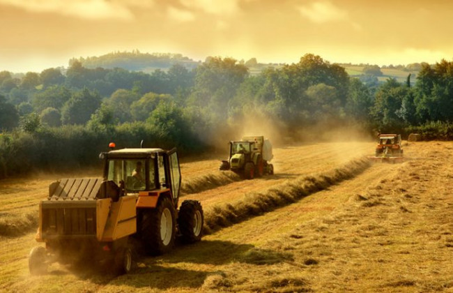 Право членів фермерських господарств на безоплатну передачу у власність земельних ділянок: ВС пояснив аспекти