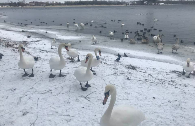 В Киеве на Оболони заметили настоящее лебединое царство