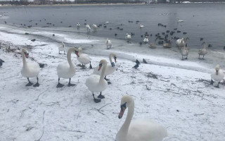 В Киеве на Оболони заметили настоящее лебединое царство