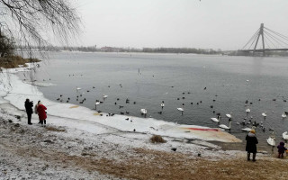 Как сложилась судьба лебедей из парка «Наталка», зимующих в Киеве