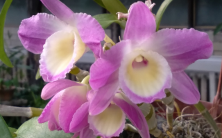 В Киеве в январе расцвели яркие цветы