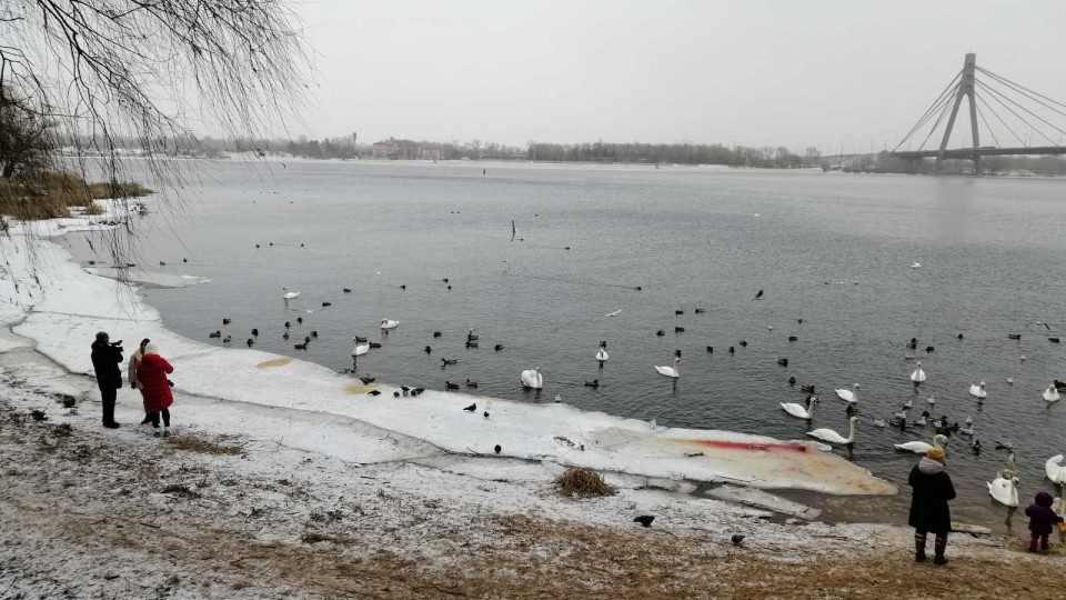 Как сложилась судьба лебедей из парка «Наталка», зимующих в Киеве