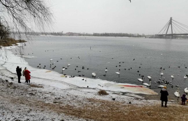 Как сложилась судьба лебедей из парка «Наталка», зимующих в Киеве