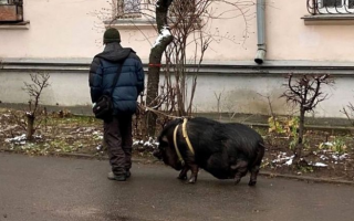 В Киеве мужчина выгуливал на поводке огромную свинью