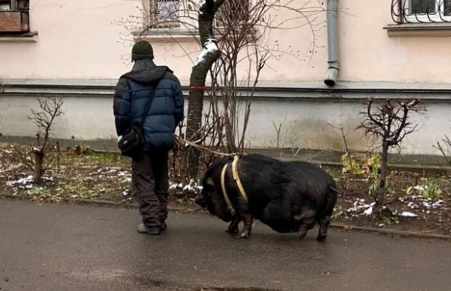В Киеве мужчина выгуливал на поводке огромную свинью