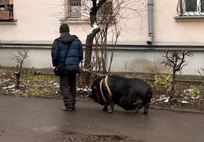 В Киеве мужчина выгуливал на поводке огромную свинью