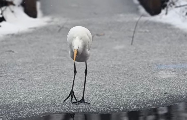 В Киеве зимой заметили большую белую цаплю, видео