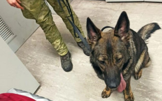 В Бориспольском аэропорту собака разоблачила наркомафию