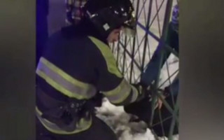 Киевские спасатели вызволили собаку из «железной западни», видео