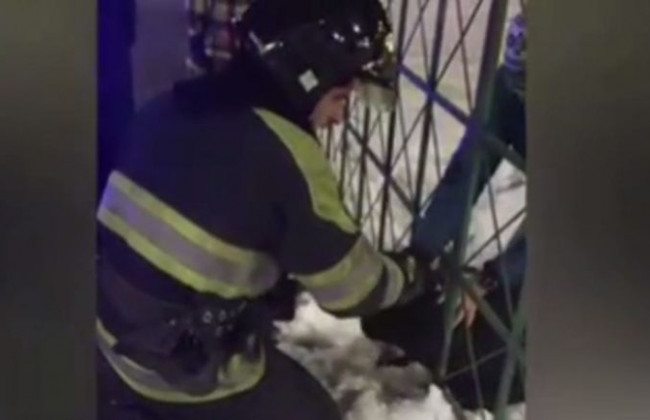 Киевские спасатели вызволили собаку из «железной западни», видео