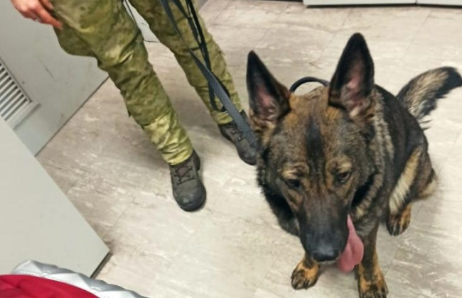 В Бориспольском аэропорту собака разоблачила наркомафию