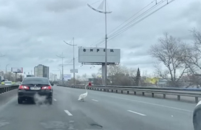 Пернатый нарушитель ПДД: в Киеве на оживленном проспекте заметили гуся, видео