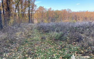 ДБР у декількох областях України викрило незаконні порубки дерев на 40 млн гривень